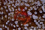 Euphyllia divisa Fimbriaphyllia divisa scle-Achaeus japonicus crabe orang-outang Bangka Sahaung1-21m-20241001-da-DSC_1776_tn